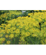 500 Pcs Bouquet Dill Seeds Anethum Graveolens Herb Heirloom Seed - £11.40 GBP