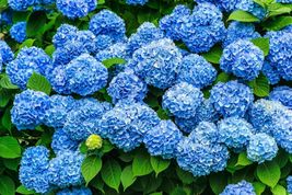 3&quot; Pots 2 Nikko Blue Mophead Hydrangea Shrubs/Bushes - 6-10&quot; Tall Live Plants - £51.82 GBP