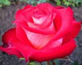 Popular &#39;Music Star&#39; Fragrant Rose Bush Cut Flower, 50 Seeds - $10.29