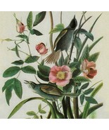 Seaside Sparrow Bird 1946 Color Art Print John James Audubon Nature DWV2D - $29.99