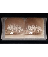 Antique Underwood Stereoview Hydroid Coral Specimens Rare Find 13583 - €15,45 EUR