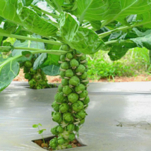 500 Diablo Brussels Sprouts Seeds For Garden Planting USA Seller - £8.22 GBP