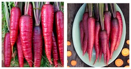 600 Seeds Purple Dragon Carrot Seeds Fresh Garden Seeds FREE SHIP - £16.77 GBP