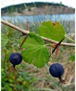 American Wild Gooseberry - Ribes divaricatum - 10 seeds (G 078) - £2.38 GBP