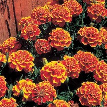 US Seller 50 Marigold Flower Seeds - Queen Sopia Flower Seeds- USA Grown Non GMO - £5.57 GBP
