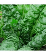 Perpetual Spinach Swiss Chard Seeds Salad Greens - €6,90 EUR