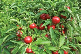 US Seller 100 Red Sweet Cherry Pepper Seeds Sweet Pepper Fast Shipping - $22.00