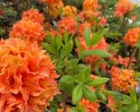 MANDARIN Azalea Rhododendron Hybrid STARTER Plant - $37.89