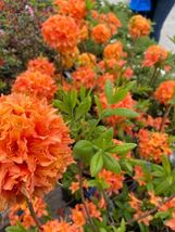 MANDARIN Azalea Rhododendron Hybrid STARTER Plant - $37.89