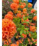 MANDARIN Azalea Rhododendron Hybrid STARTER Plant - £29.79 GBP