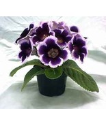 Exotic African Violet Plants Saintpaulia Ionantha Garden, 100 Seeds - $12.19