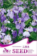 Violet Orychopragmus Flower Seeds 1 Pack 100 Seeds Purple Flowers #A185 Garden U - £7.89 GBP