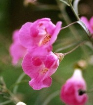 100 Seeds False Slenderleaf Foxglove Heirloom Seeds Fast Setup Beautiful Gardens - £6.73 GBP