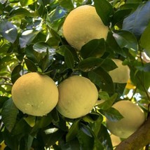 Chandler Pummelo Grapefruit Tree Semi-Dwarf 18-36&quot; Tall Live Citrus Plant - HDY2 - £155.90 GBP