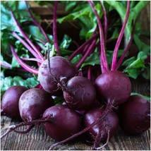 Beet Seeds Early Wonder Tall Top 100 Ct Vegetable Garden Fresh Garden Fa... - $3.88