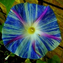 Flying Saucer Morning Glory Vine Seeds US Seller Fast Shipping - £6.43 GBP