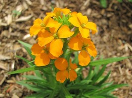 Wallflower Siberian Fragrant Biennial Orange Flower 1200 Seeds A Garden ... - $8.48
