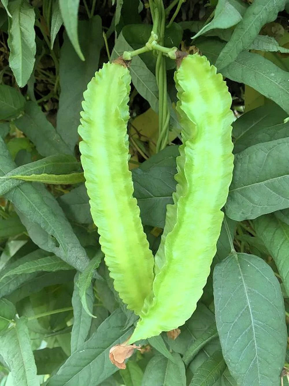Winged Bean Seeds - Dragon Bean ??u R?ng Vietnam - 98% Germ - Mai&#39;s Family - $8.35