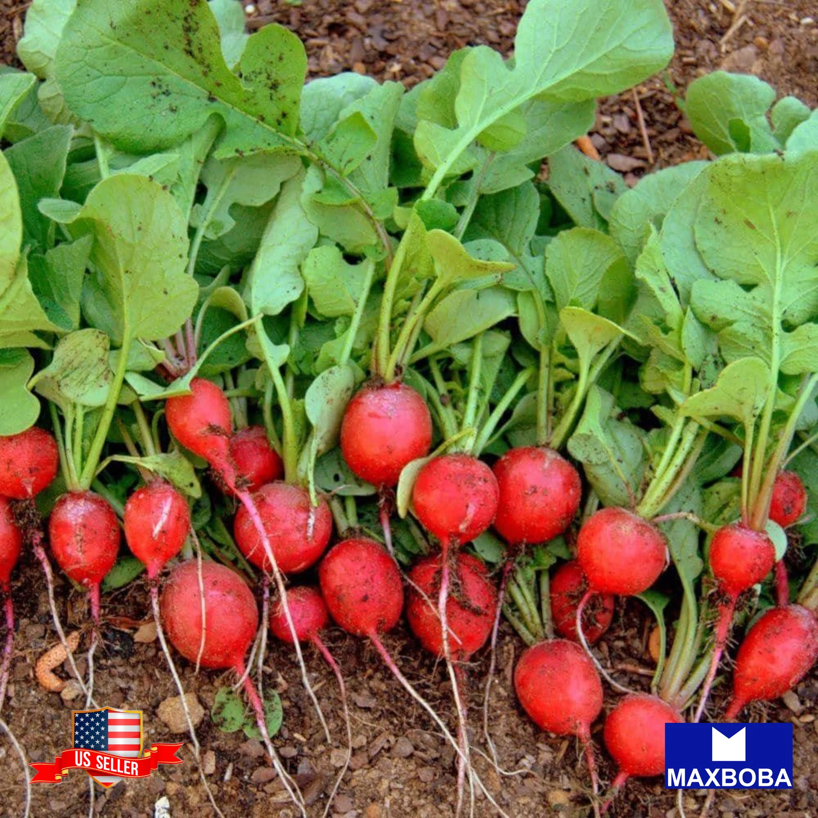 100 Cherry Belle Radish Seeds (Organic) Non-GMO Heirloom BTGO 75% OFF - $9.66