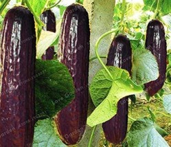 20Pcs Purple Black Japanese Long Cucumber Seeds Fresh Garden - £6.73 GBP