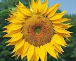 Dwarf Sunspot Sunflower Seeds 30 Shorty 2 Ft Annual Garden Bees Fast Shi... - $8.99