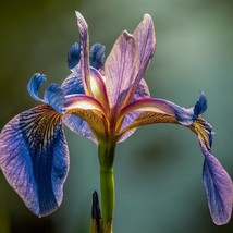 Northern Blue Flag Seeds Organic Iris Versicolor Seeds Purple Flower Purple Iris - £5.99 GBP