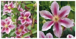 Clematis Piilu Little Duckling 1 Starter Plants in a 4 Inch Growers Pot - $59.99