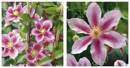 Clematis Piilu Little Duckling 1 Starter Plants in a 4 Inch Growers Pot - £46.85 GBP