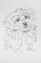 Maltese Two Dog Breed Art Print #21 Stephen Kline Signed Drawing from Words - $49.95