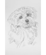 Maltese Two Dog Breed Art Print #21 Stephen Kline Signed Drawing from Words - $49.95