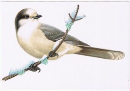 Postcard Bird The Gray Jay - £3.14 GBP