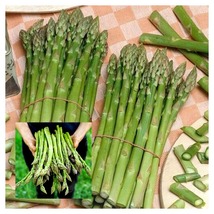 300 Seeds Asparagus Mary Washington Organic Fresh - £20.28 GBP