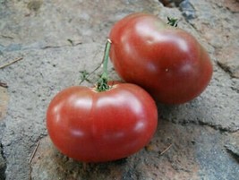 Frankenstein Black Tomato - 5+ Seeds - P 394 - £1.56 GBP