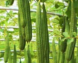Da Rou Luffa Seeds Ridged Angled Loofah Gourd Snake Melon Usa Garden Seed  - $5.93