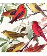 Scarlet And Summer Tanagers 1936 Bird Art Lithograph Color Plate Print D... - €25,75 EUR