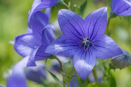 FREE SHIPPING 50+seeds Balloon Flower Toraji {Platycodon grandiflorus} - £9.41 GBP