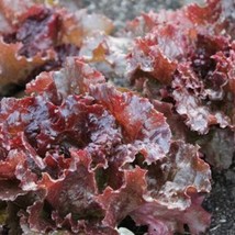 Red Sails Lettuce 200 Seeds Lactuca Sativa Gardening Fresh USA Shipping - $24.80