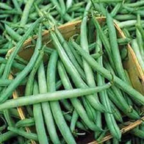 USA Seller Provider Stringless Green Bean Fresh Seeds Earlier Than Most - £4.90 GBP