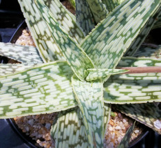 ALOE cv WHITE STAG @@ hybrid exotic color succulent rare flowering seed ... - $8.99