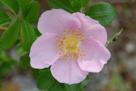 Rosa Carolina Swamp Rose 75 Seeds for Planting | Carolina Rose Flower Seeds - £13.53 GBP