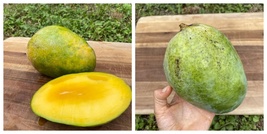 Seedling Mango Pineapple(mangifera Indica)Tropical Live Fruit Tree - $109.99