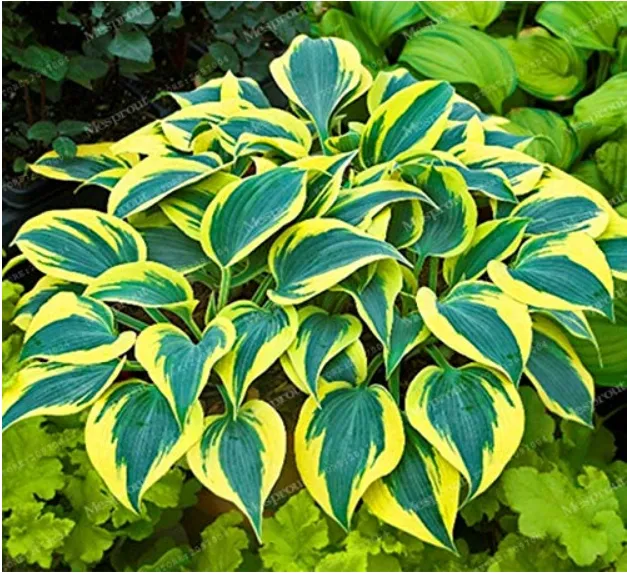 100 Seeds Sementes Flower Bonsai Hosta Bonsai Fire Ice Shade Perennials ... - £7.63 GBP