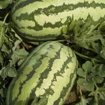Ship From Us 2 Oz Seeds - Jubilee Watermelon -NON-GMO, Vegetable / Fruit, TM11 - £42.75 GBP