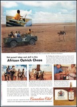 Canadian Club PRINT AD African Ostrich Chase Safari Canadian Blended Whi... - $13.85