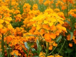 SIBERIAN WALLFLOWER 100 FRESH SEEDS FREE SHIPPING - $2.30