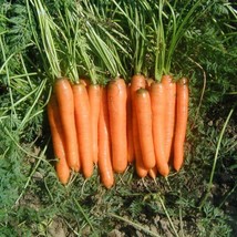 Organic Early Nantes Carrot Seeds - Tip Top Quality, Choose from 30/120/600, Ide - £3.99 GBP