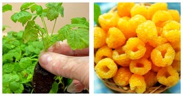 Fall Gold Raspberry Plants - 2 Live Plants - Grow Your Own Fruits - £35.50 GBP