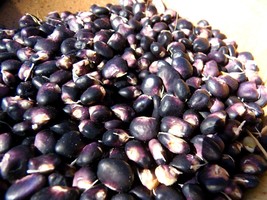 Succotash Bean - looks like kernels of blue corn! - $5.50