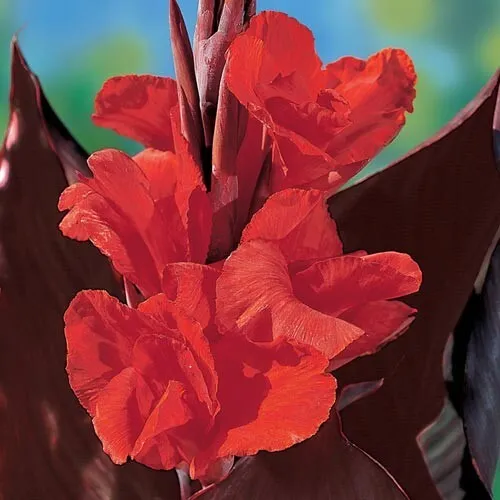Canna Lily Tall Red King Humbert Red Flower Red Leaf 1 Bulb - £18.03 GBP