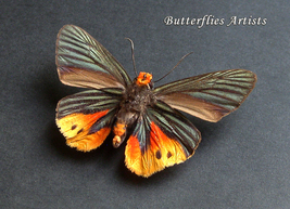 Flame Tip Skipper Choaspes illuensis Very Rare Butterfly Entomology Shad... - $249.99